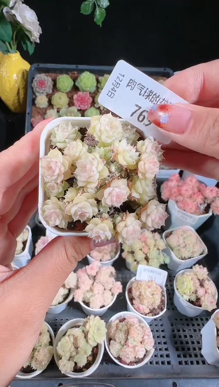 1204-769多肉群生不包整