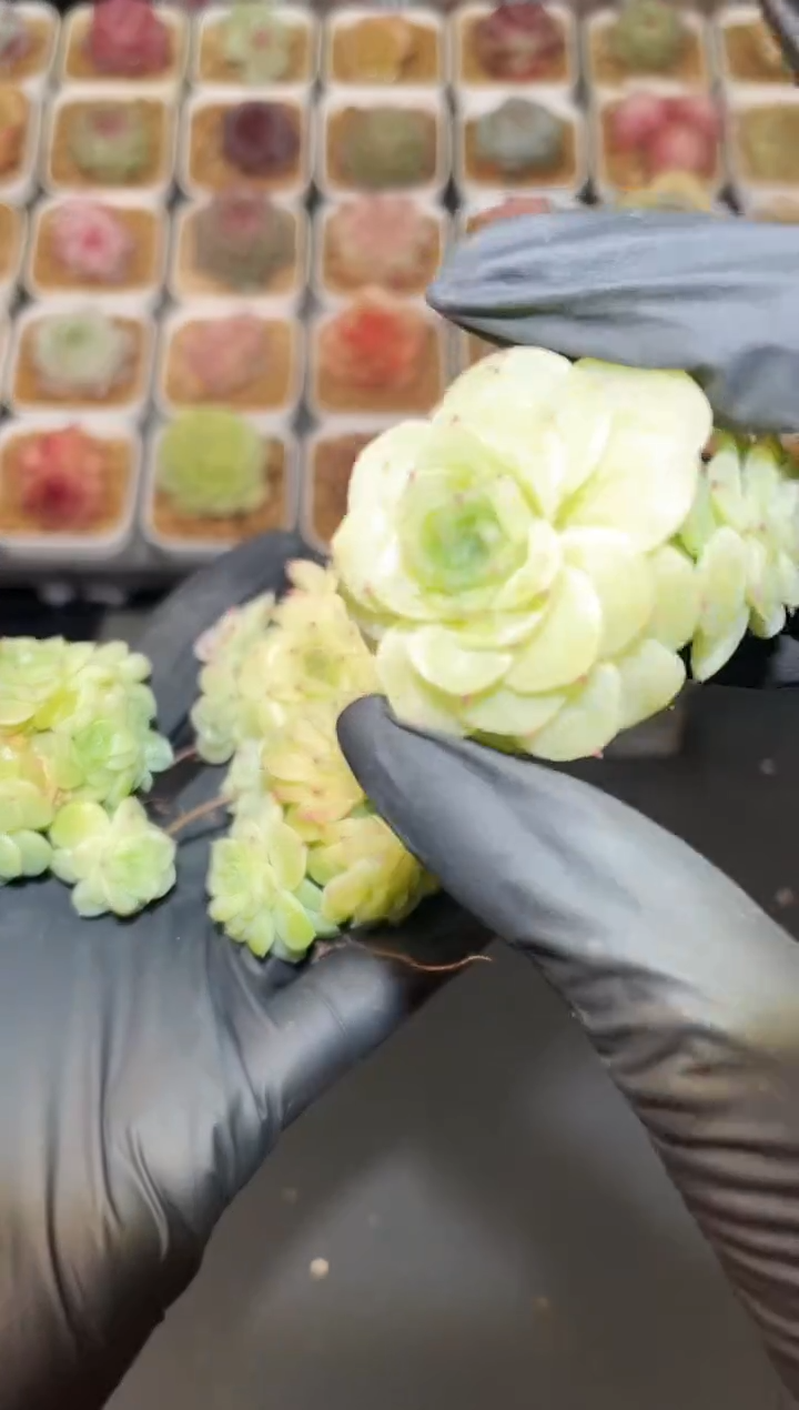 闪购3004 山茶多肉一颗  