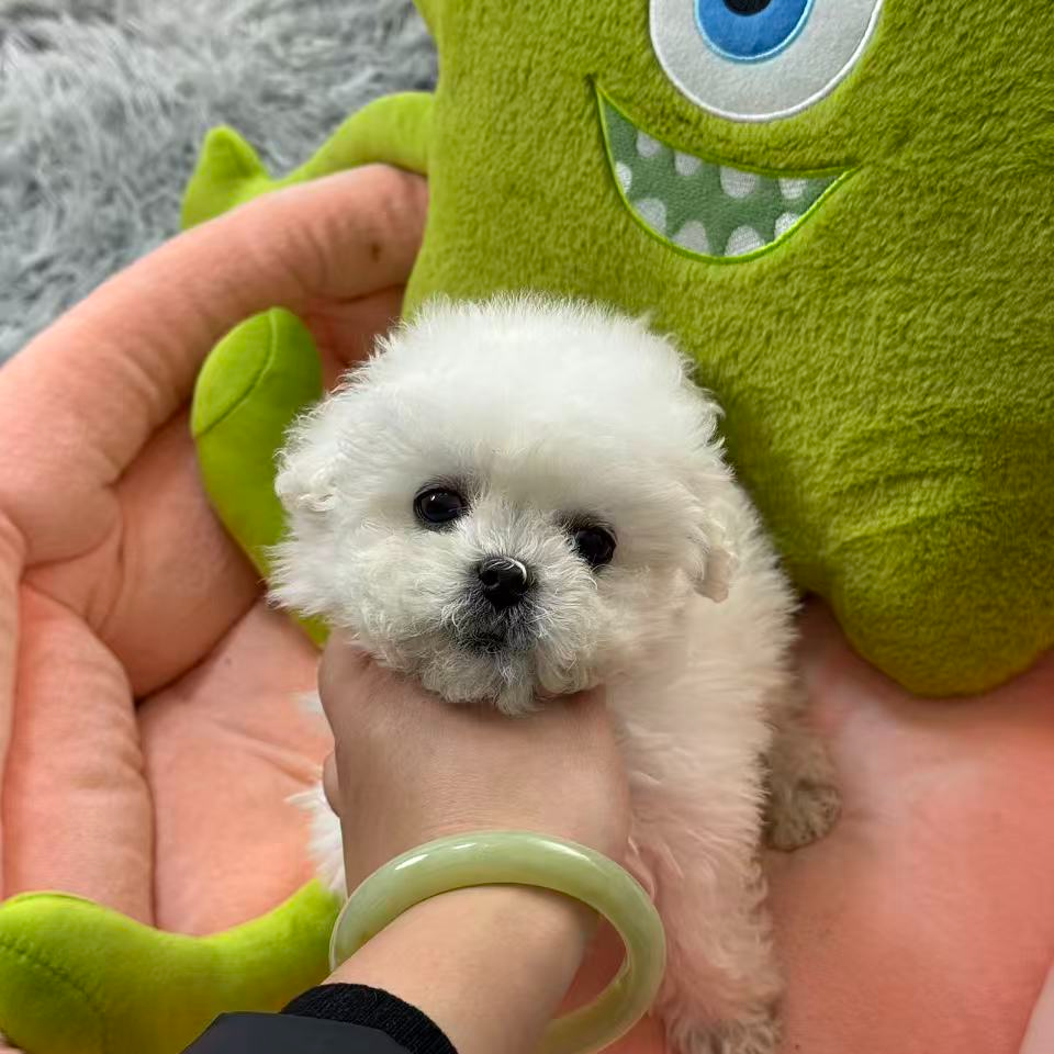 精品比熊6号妹妹两针疫苗无瑕疵