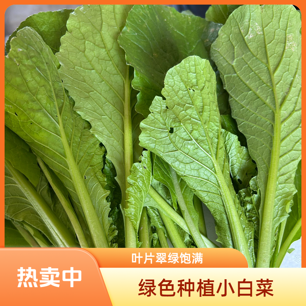 生态农场菠菜 小白菜组合  现拔现发 正负二两 顺丰包邮白菜