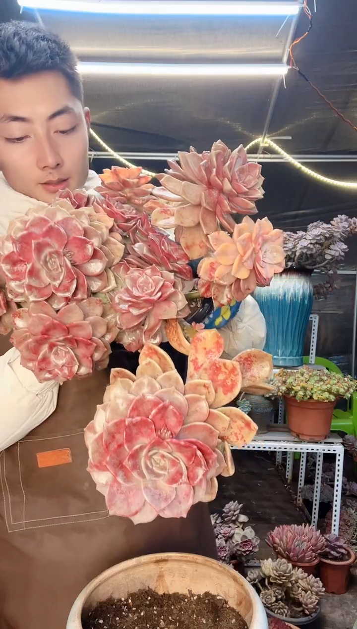 【闪购商品】紫乐景 一物一拍走物流（物流自理）