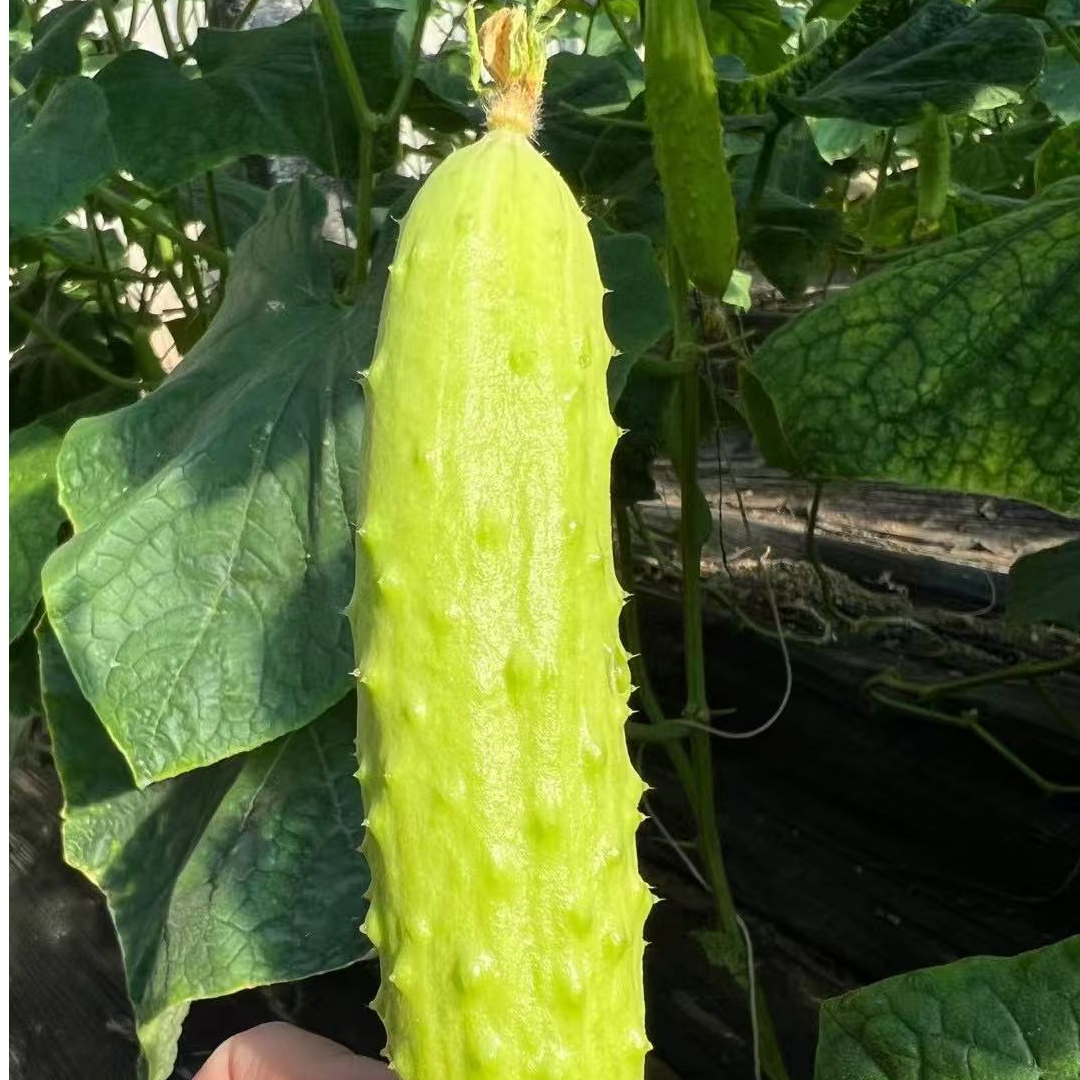 海阳白玉黄瓜水果小黄瓜脆嫩鲜甜孕妇水果蔬菜3斤5斤包邮