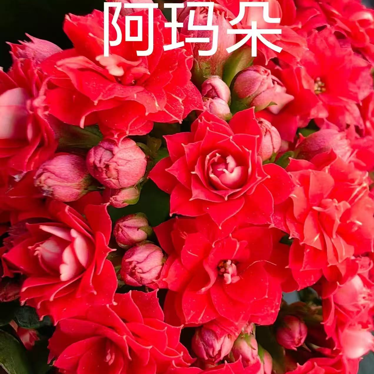 （阿玛朵）重瓣长寿花盆栽基地直发四季开花室内绿植