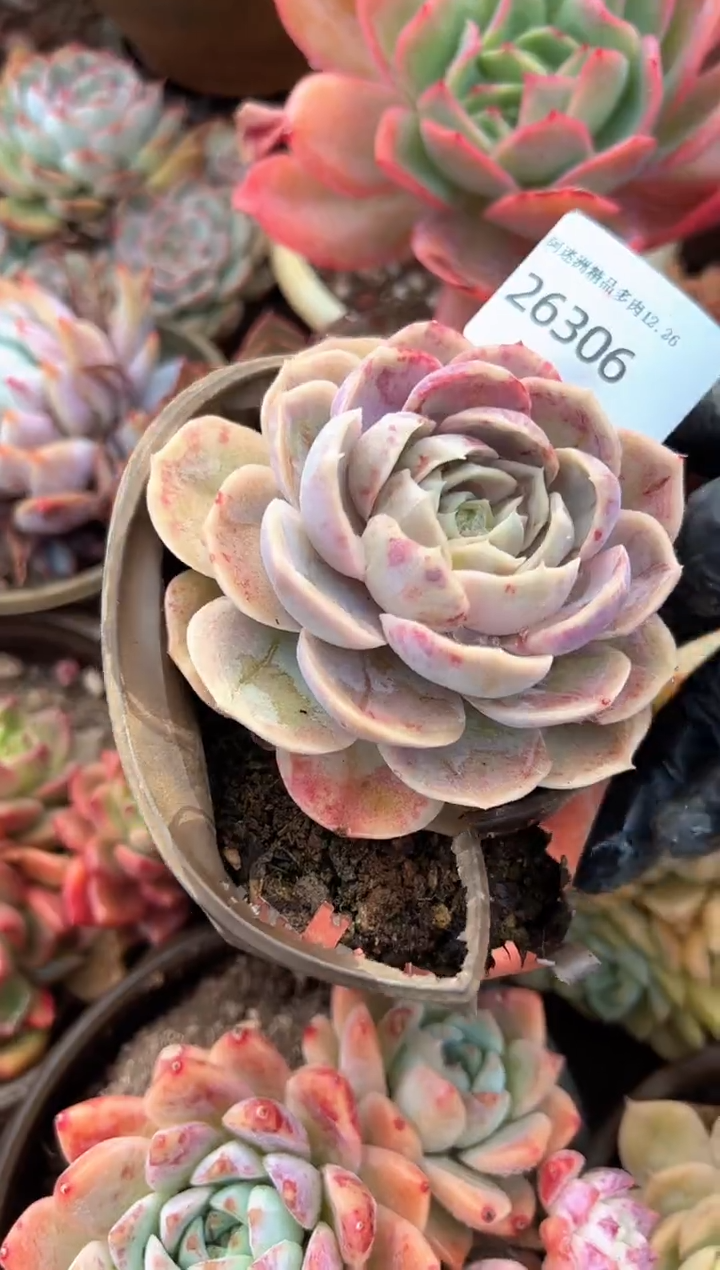 小*球多肉植物一物一拍26306