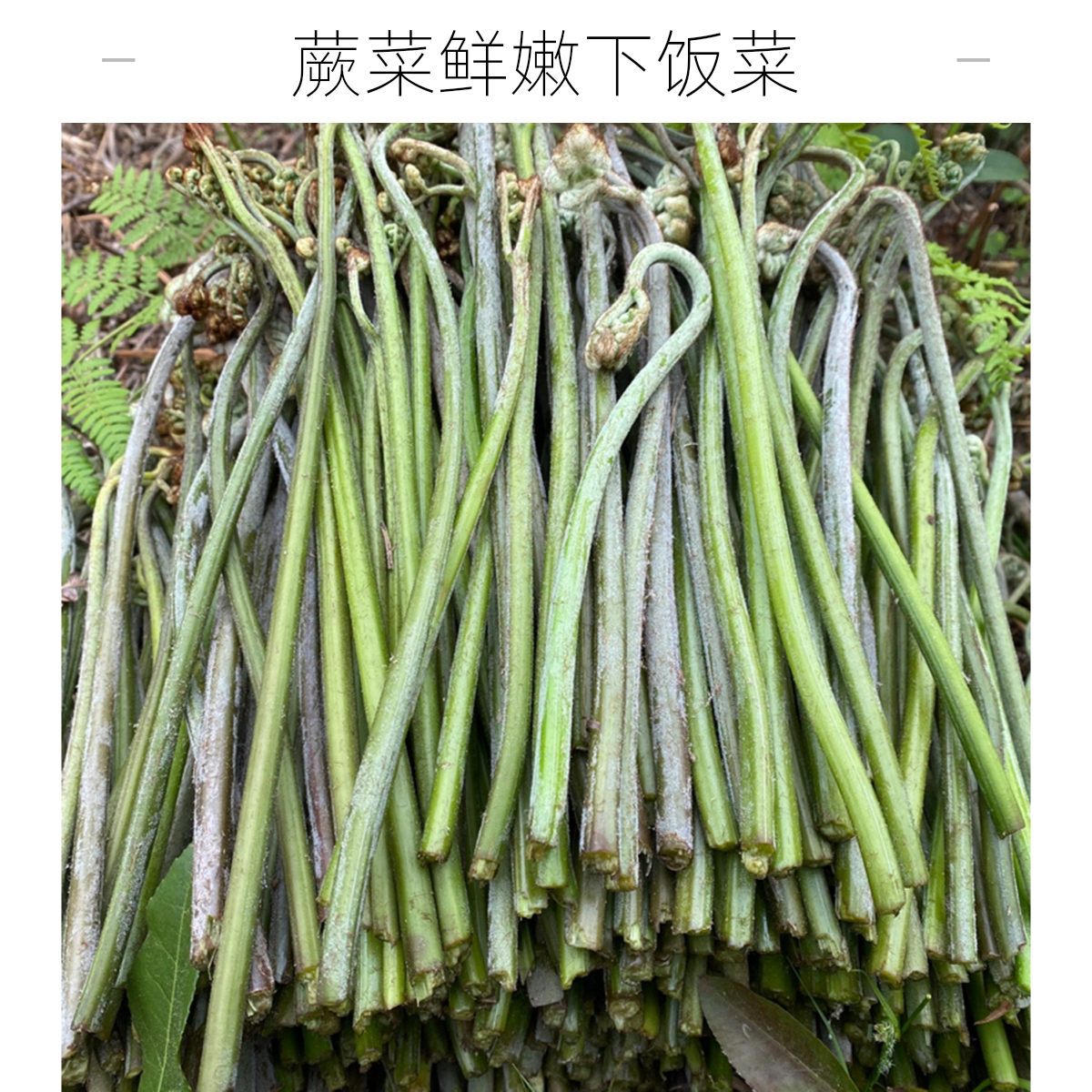 [甜蕨]贵州野生嶡菜 新鲜采摘 龙爪菜春季特产野菜
