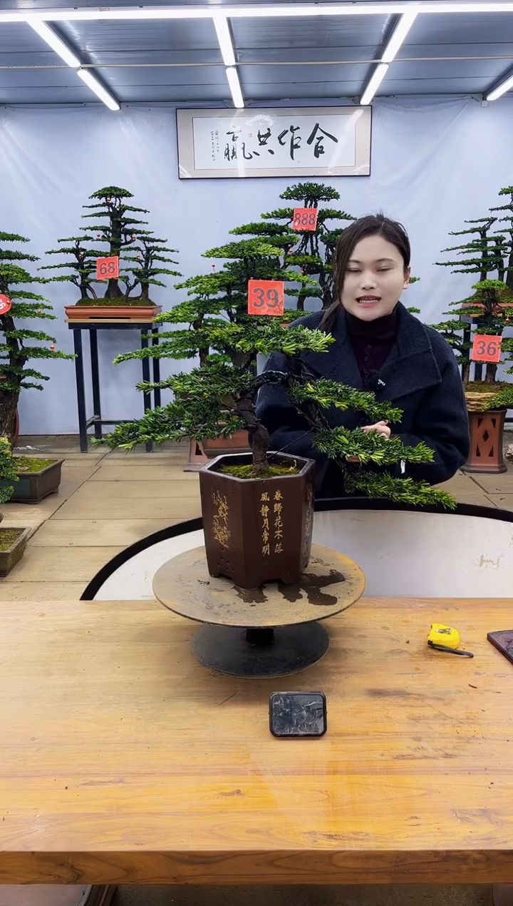 【闪购商品】高端盆景一物一拍，所见即所得