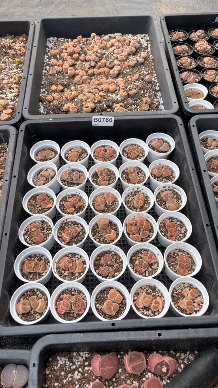 【闪购商品】0766直播一物一拍