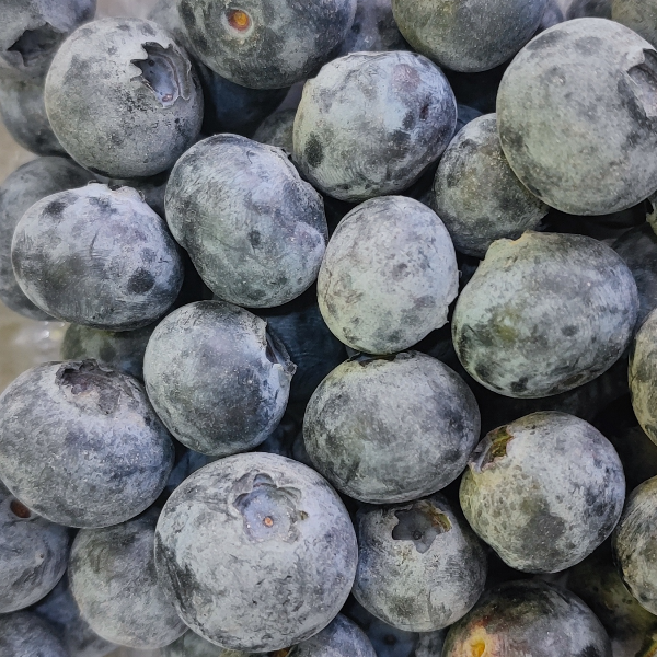 云南大果蓝莓25元两盒