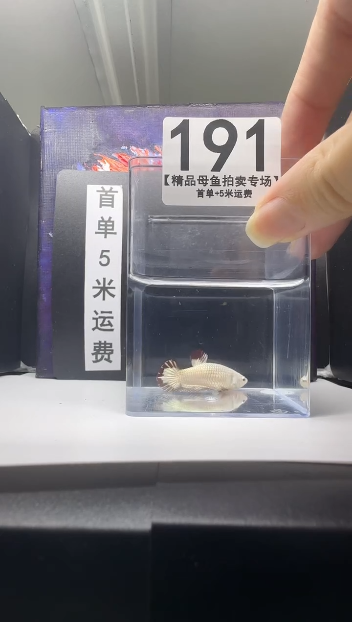 海水鱼母鱼编号：191