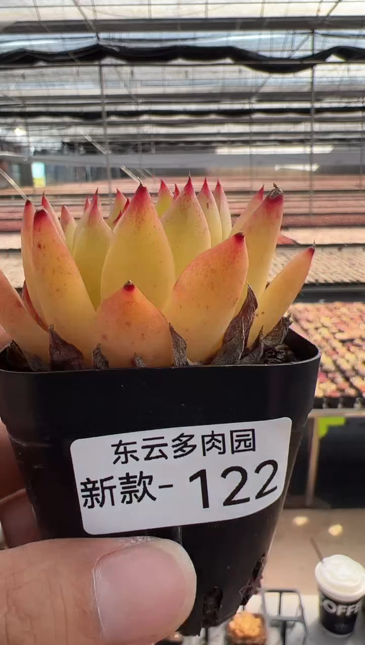 【闪购商品】新款多肉-122