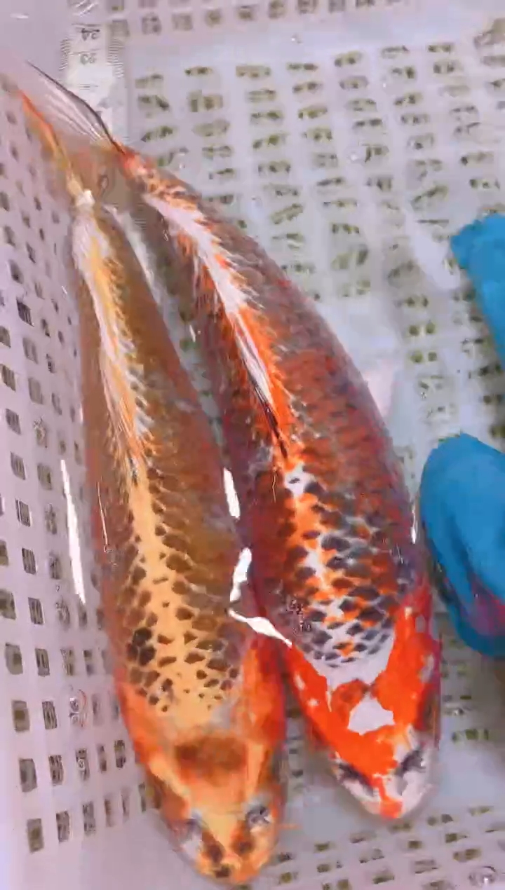锦鲤冷水观赏鱼全场包邮87