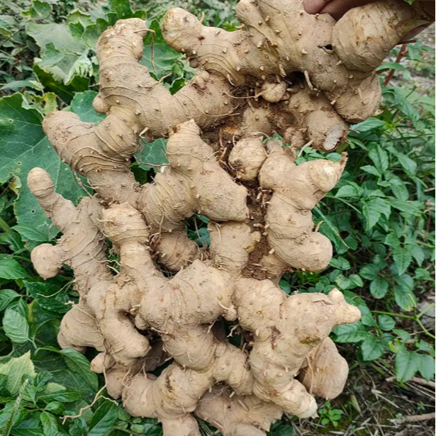 下山货黄生姜黄生姜精