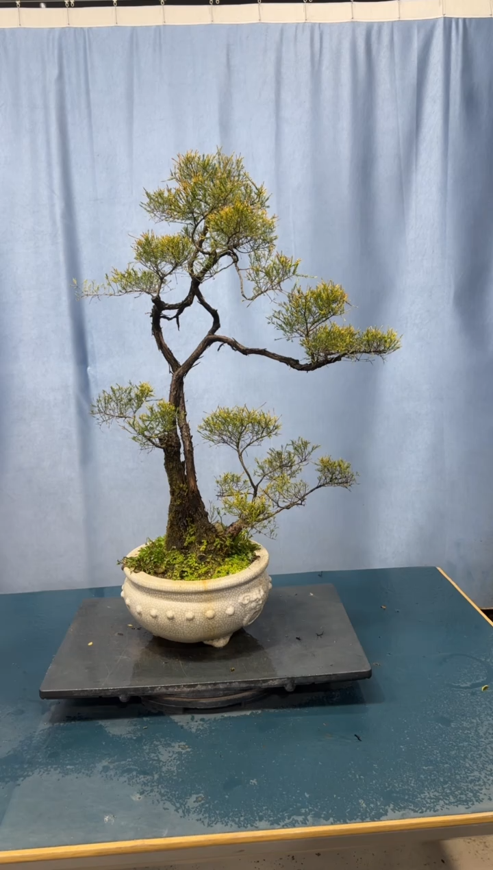 【闪购商品】盆景香松