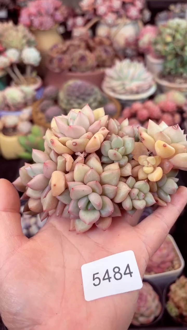 【闪购商品】5484象牙多肉