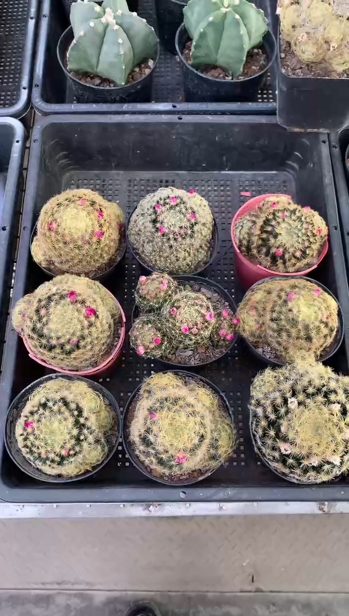 一物一拍 ，明星1颗 。裸根发货，满18元包邮