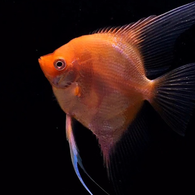 红魔鬼燕神仙鱼热带鱼观赏鱼淡水鱼包邮