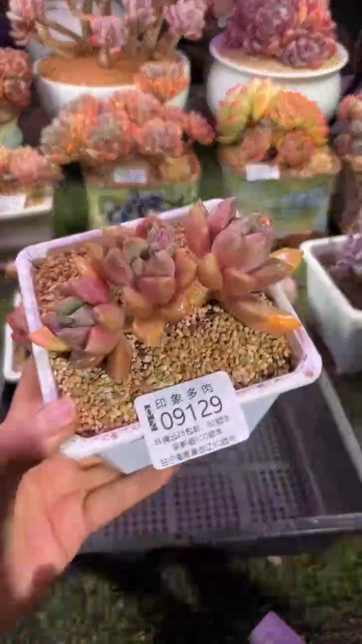 【闪购商品】09129