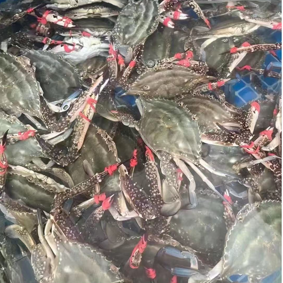 东港精品公飞蟹 顺丰包邮 【保鲜不保活】2-3-4两左右/只 2斤起