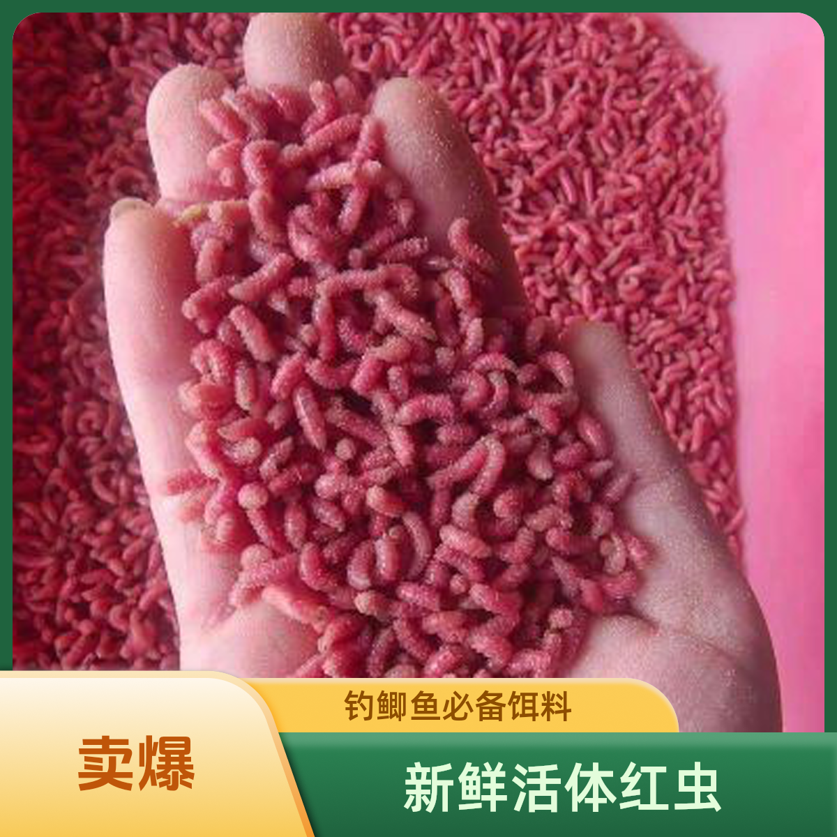 热卖鲜活红蛆动态饵料溪水鱼鲫鱼白条马口野钓罗非动态诱鱼