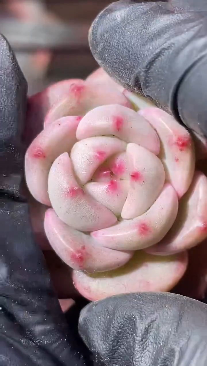 33-6 神秘糖果2-3厘米量拍发一颗