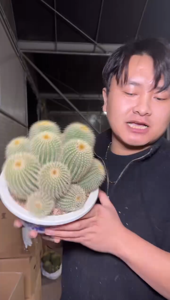 超大 金冠群生【带根】