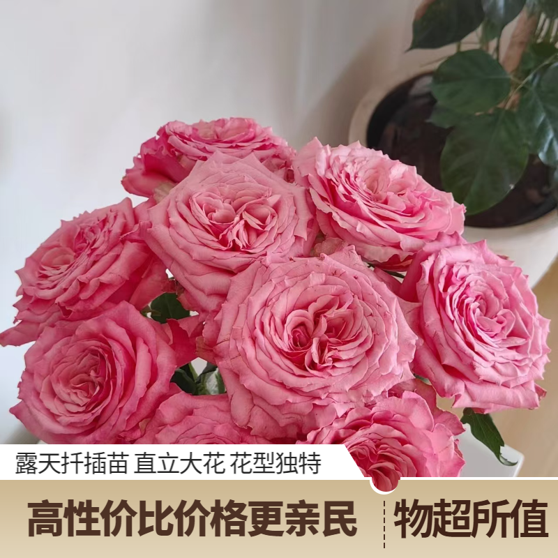 粉之研粉色大花月季花苗带香味直立性好卷芯盆栽玫瑰地栽都适合