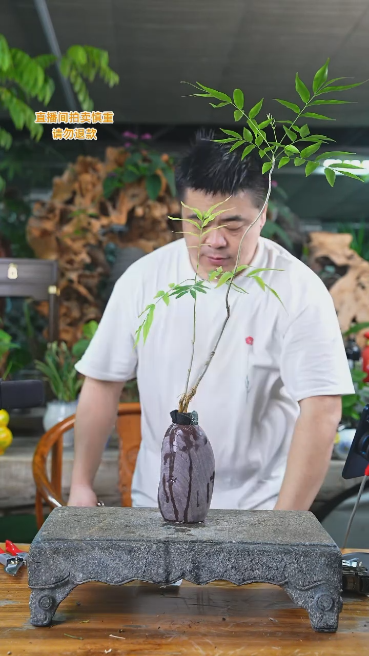 当前无花栽培后可以开花无患菩提石头盆535+