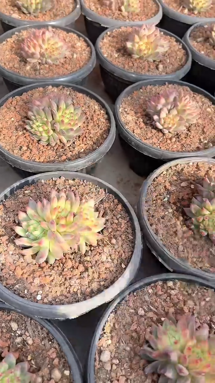 【闪购商品】幻影美人二代（可单挑）