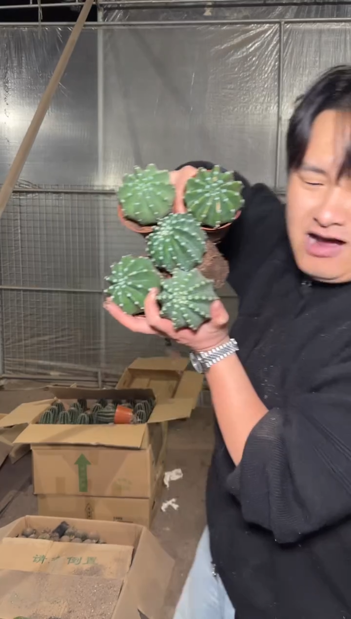 5颗 实生根 短毛丸 4-6cm