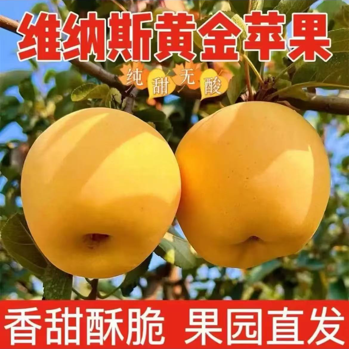 山东维纳斯苹果黄金维纳斯新鲜水果采摘产地直发纯甜无酸清脆可口