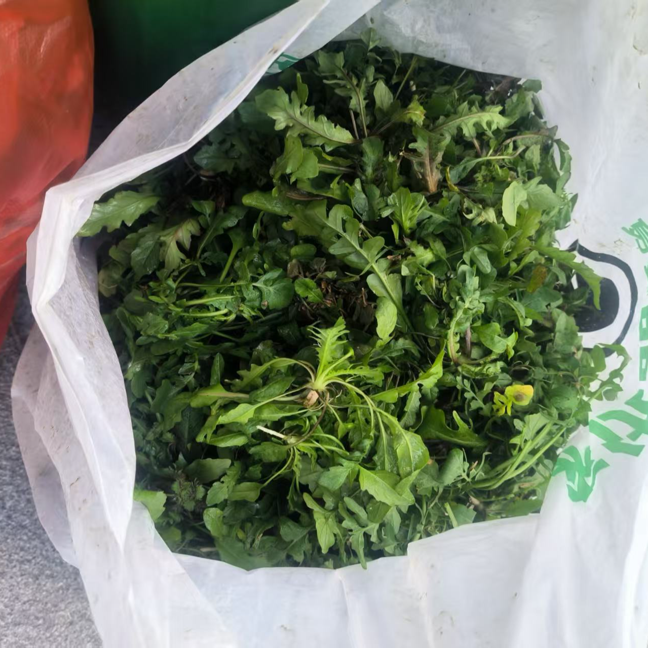 农家田园新鲜荠菜