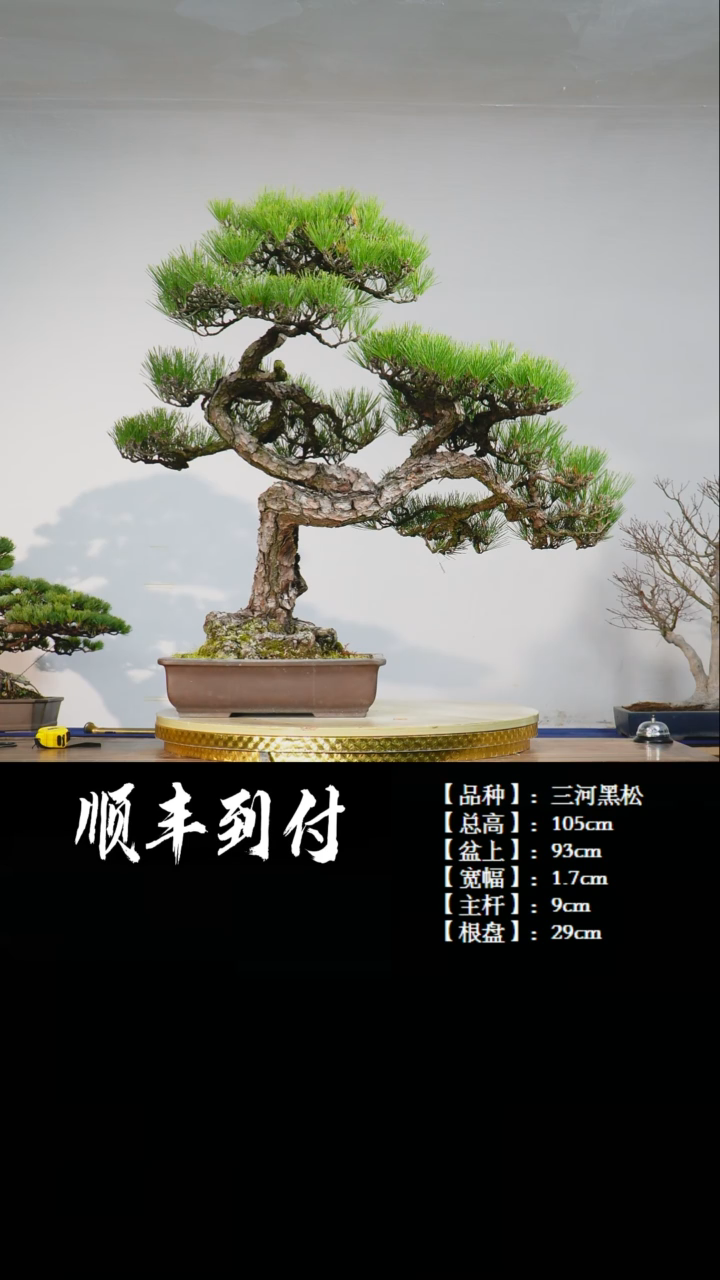 【闪购商品】1黑松