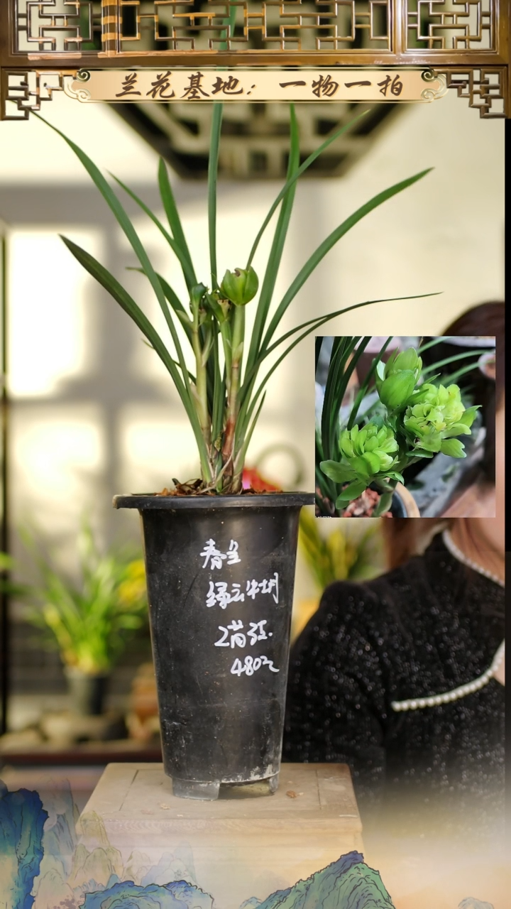 全部花苞绿云牡丹