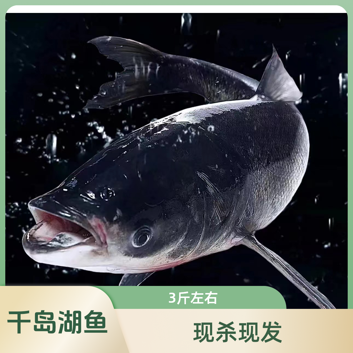 活的千岛湖包头鱼3斤-4斤左右