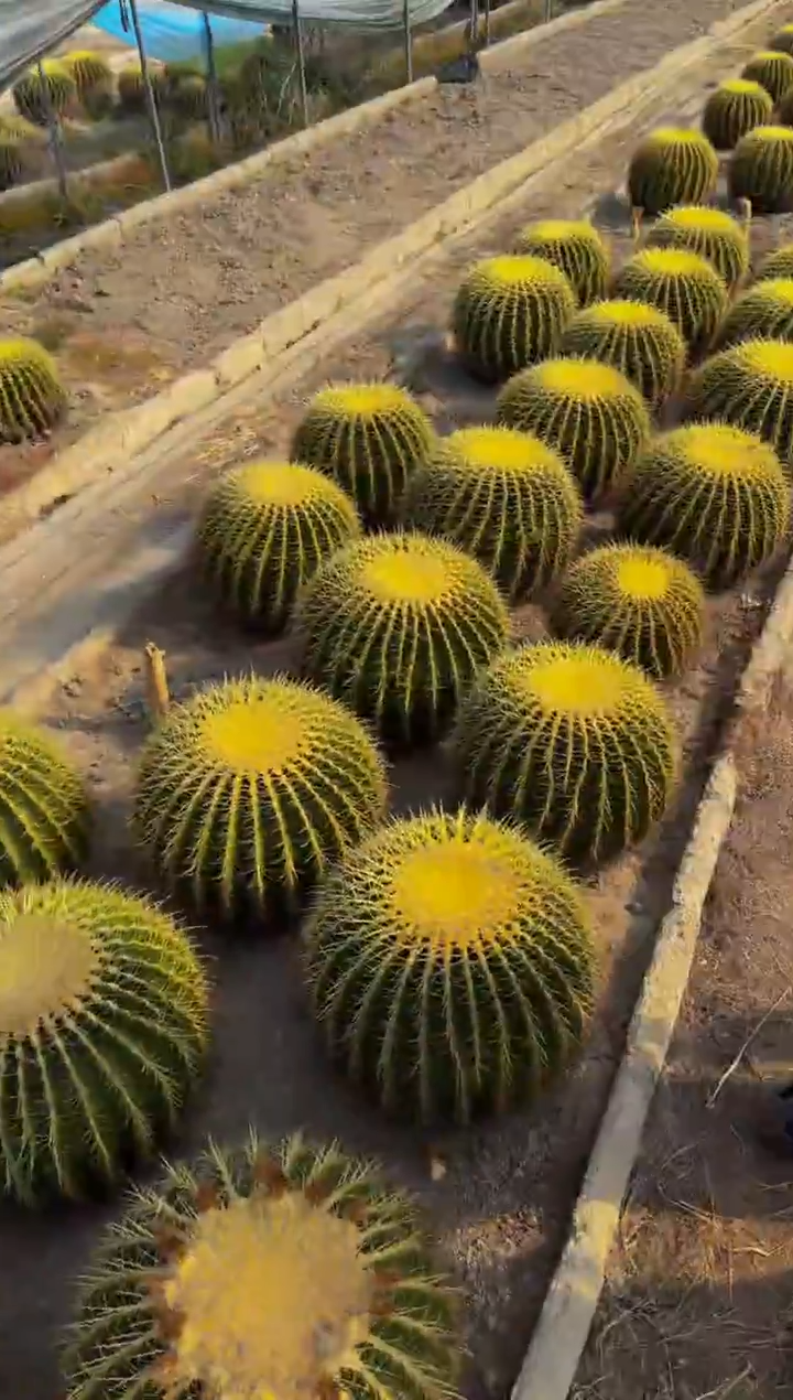 25-30cm 金虎【实生根】