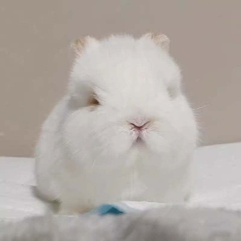 美系双血统侏儒兔长不大宠物兔活体兔兔