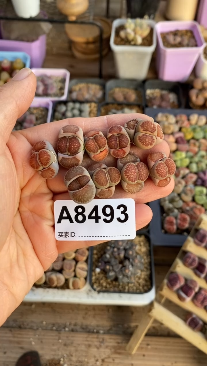 【闪购商品】8493直播一物一拍