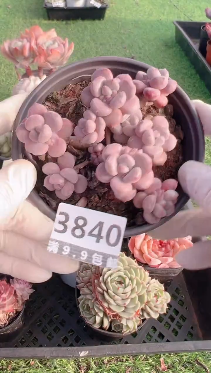 【闪购商品】信福多肉一物一拍1