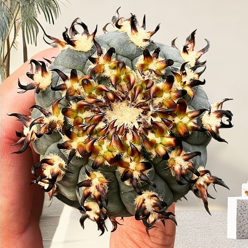 精品高档实生籽播招财猫爪仙人球可爱呆萌霸气十足多肉绿植盆栽