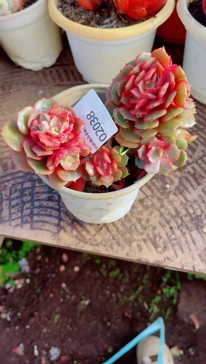 飘跃跃精品多肉02038