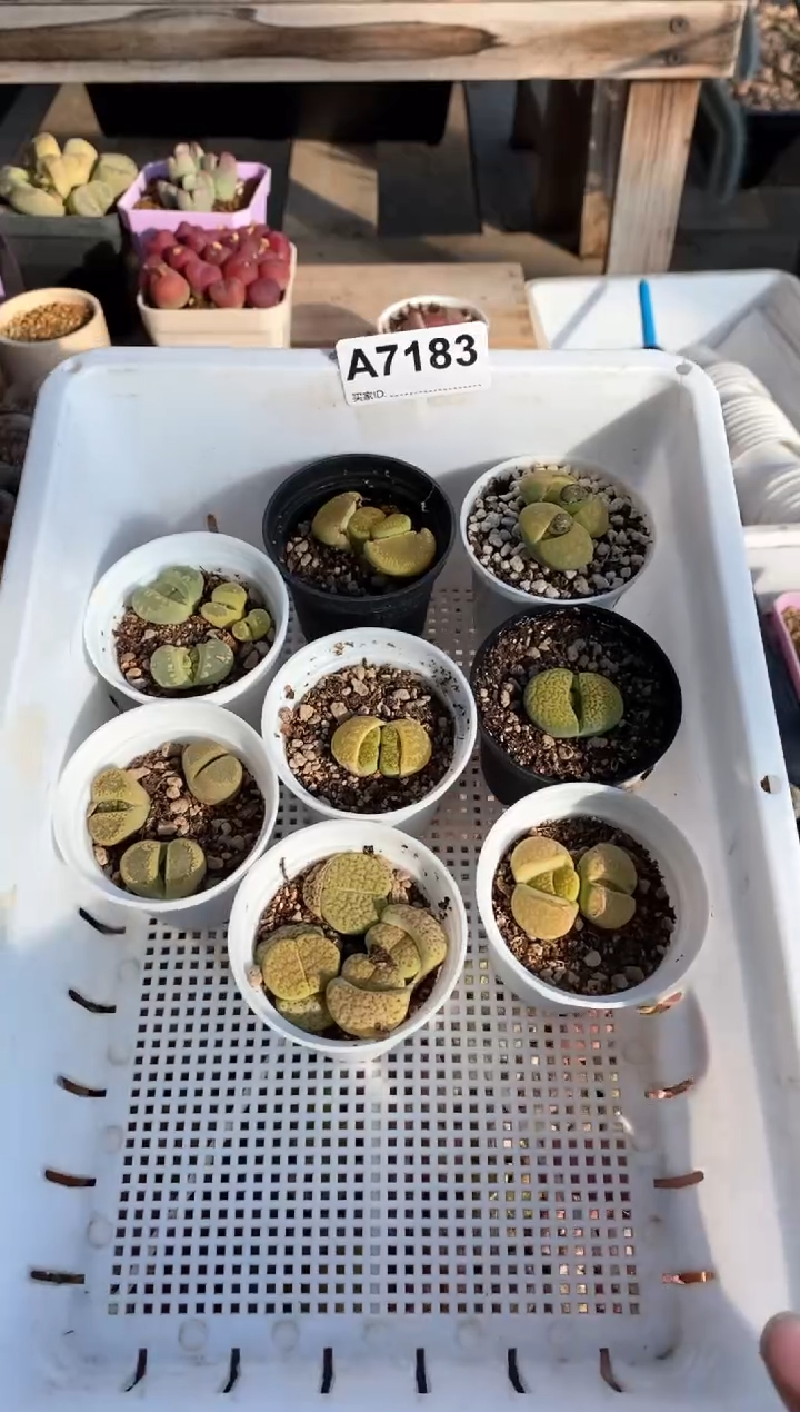 【闪购商品】7183直播间一物一拍