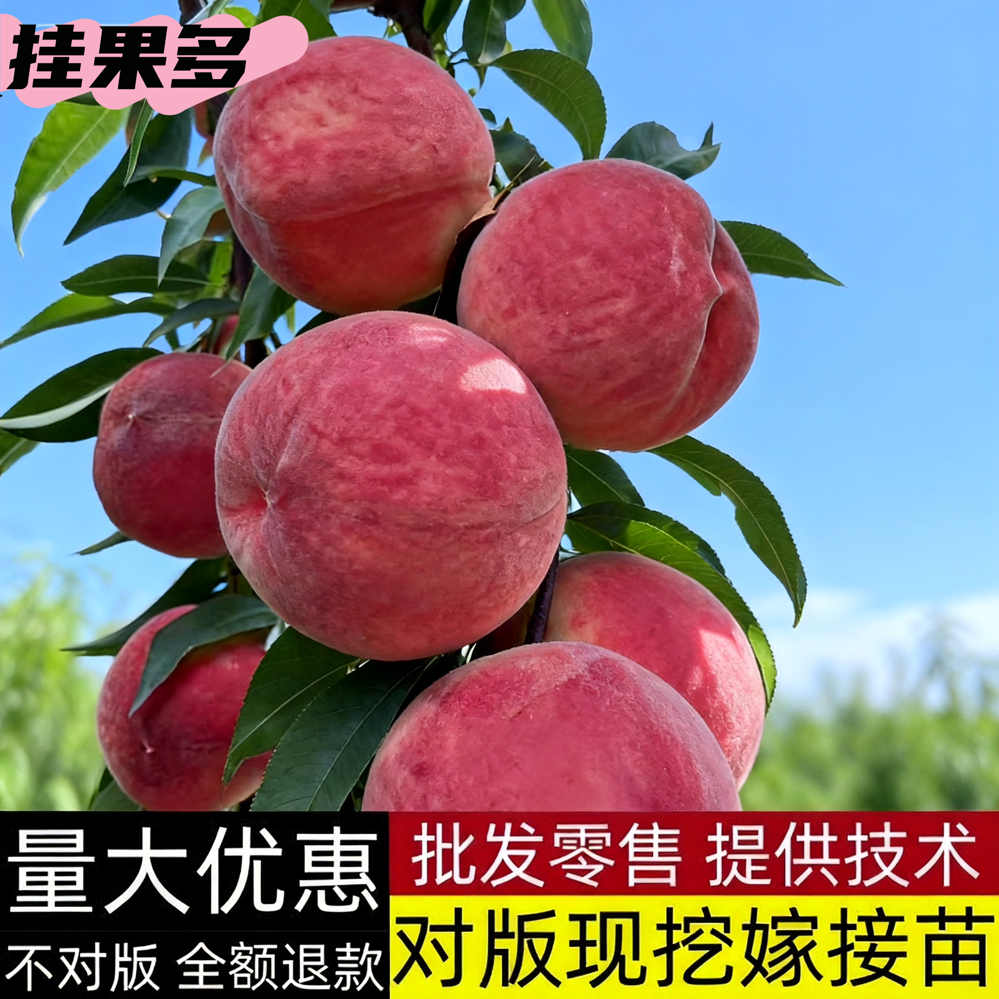 桃树新品种早熟桃子树苗盆栽老桩当年结果挂果树苗南北方庭院树苗