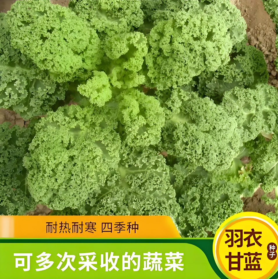 【羽衣甘蓝种子】家庭阳台小院四季种植盆栽地栽易种易活商品图