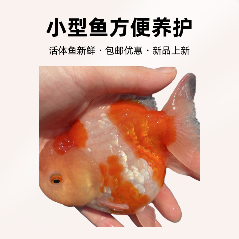 短尾狮将军玛丽金鱼冷水鱼颜色随机