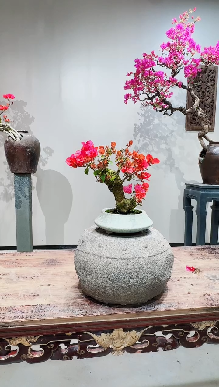 【闪购商品】盆景同安红三角梅