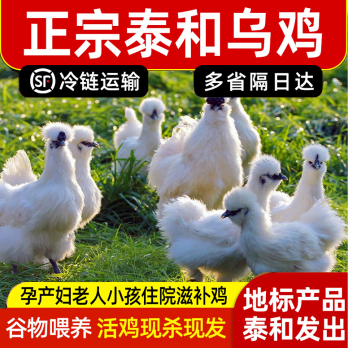 泰和原产地直发成年鸡泰和乌鸡活鸡3只价/现杀速冻泰和原种乌鸡