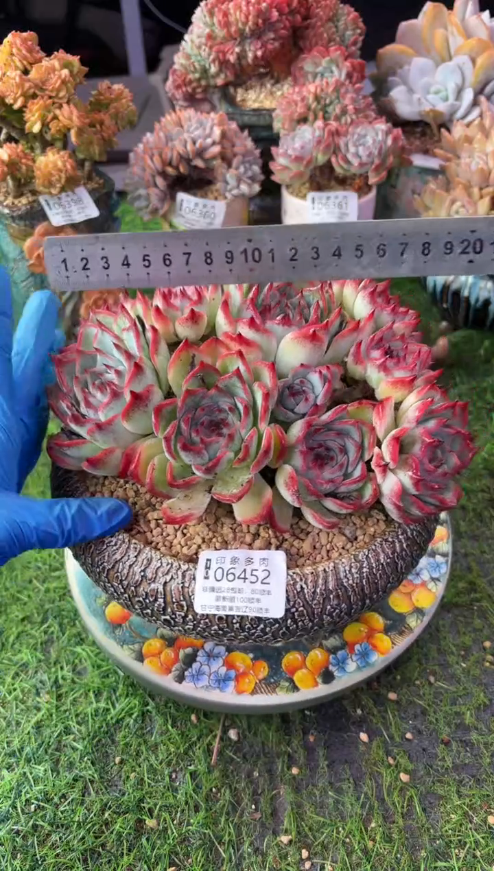 昆明印象多肉06452