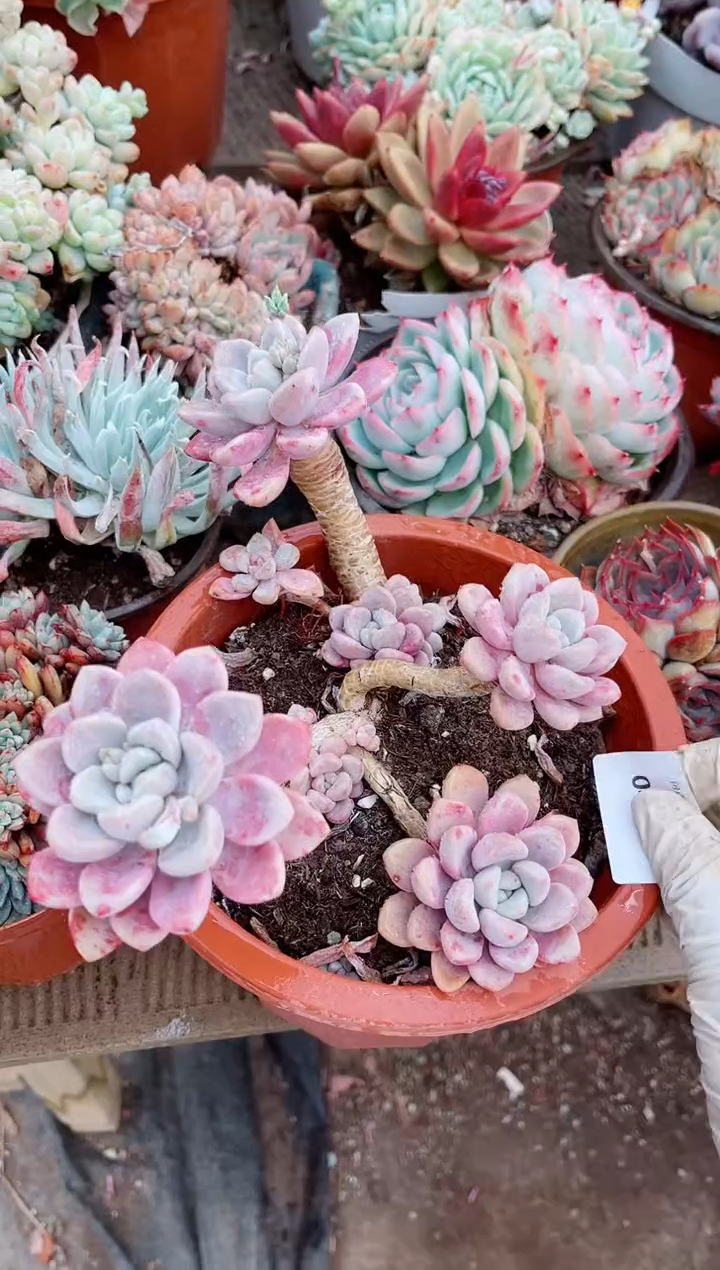 【闪购商品】04566