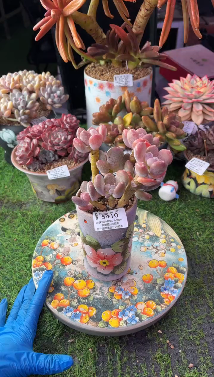 昆明印象多肉5410