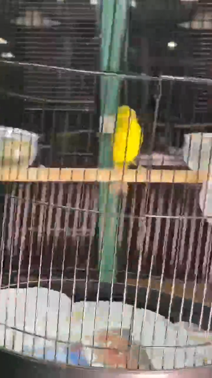 7号 大金黄养笼0元起拍